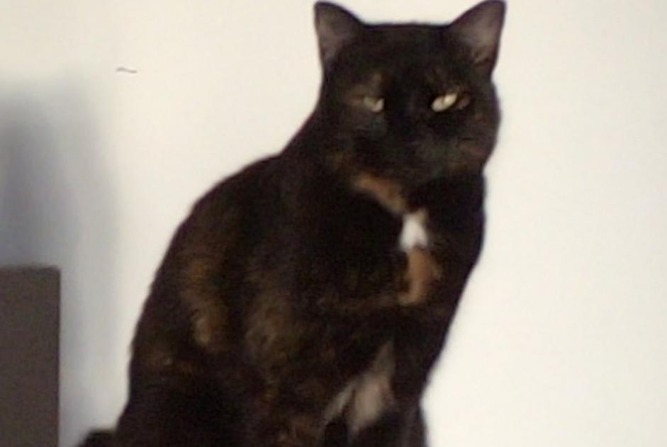 Avviso scomparsa Gatto incrocio di razze  Femmina , 4 anni Sauzet Francia